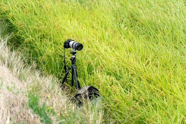 Camera on tripod in tall green grass